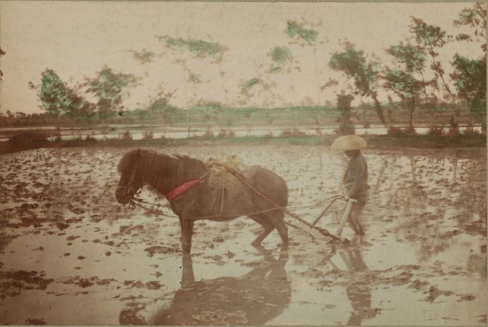 Подготовка к посадке культуры.