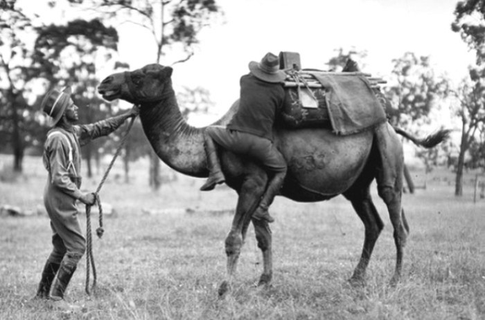 Учения кавалеристов австралийского верблюжьего корпуса. | Фото: commons.wikimedia.org. Учения кавалеристов австралийского верблюжьего корпуса. | Фото: commons.wikimedia.org.