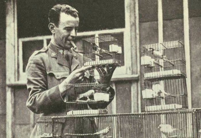 Канарейки британской армии, используемые для обнаружения химического оружия. | Фото: photochronograph.ru. Канарейки британской армии, используемые для обнаружения химического оружия. | Фото: photochronograph.ru.