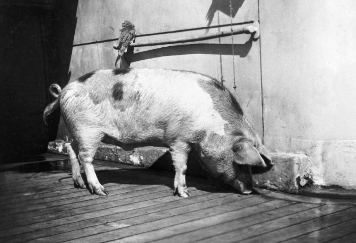 Тирпиц на борту британского крейсера. | Фото: iwm.org.uk. Тирпиц на борту британского крейсера. | Фото: iwm.org.uk.