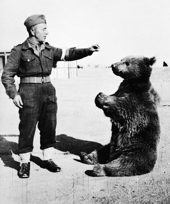 Войтек и польский солдат. | Фото: iwm.org.uk. Войтек и польский солдат. | Фото: iwm.org.uk.