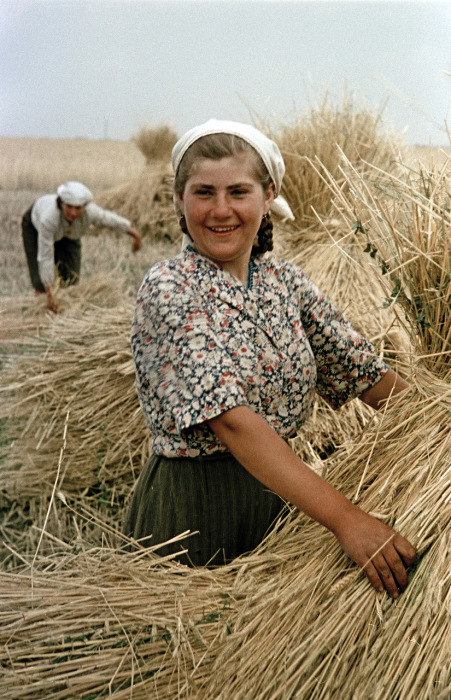 Сбор урожая пшеницы на украинском совхозе. Украина, 1950-е годы. Фото: Semyon Osipovich Friedland. Сбор урожая пшеницы на украинском совхозе. Украина, 1950-е годы. Фото: Semyon Osipovich Friedland.