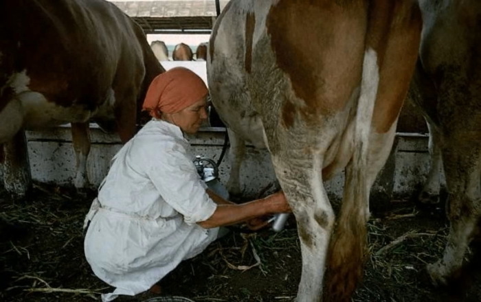 Доярка в одном из местных колхозов. СССР, 1967 год. Доярка в одном из местных колхозов. СССР, 1967 год.