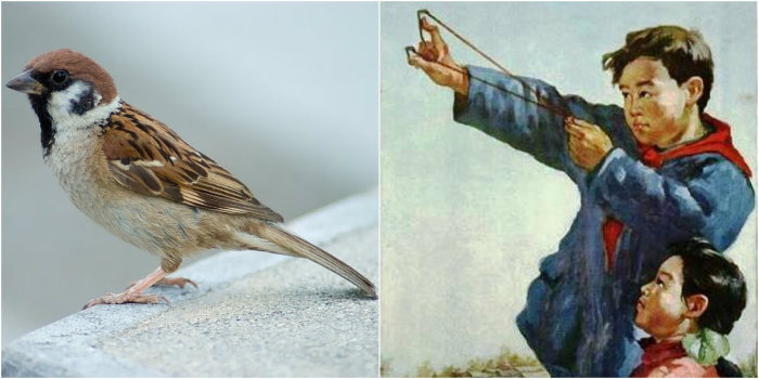 В уничтожение воробьев была вовлечена вся страна. В уничтожение воробьев была вовлечена вся страна.