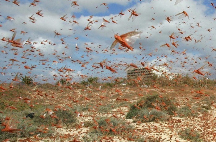Налет роя саранчи. | Фото: union-press.ru. Налет роя саранчи. | Фото: union-press.ru.