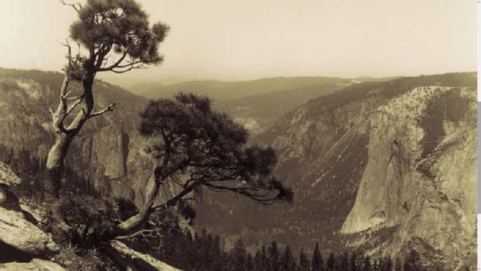 Дерево над обрывом. Дерево над обрывом.