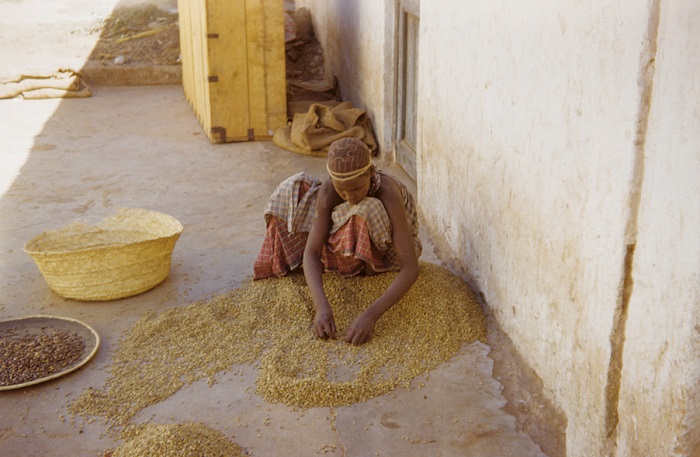 Молодой парень с помощью палки-рогатки собирает сено для крупно-рогатого скота. Молодой парень с помощью палки-рогатки собирает сено для крупно-рогатого скота.