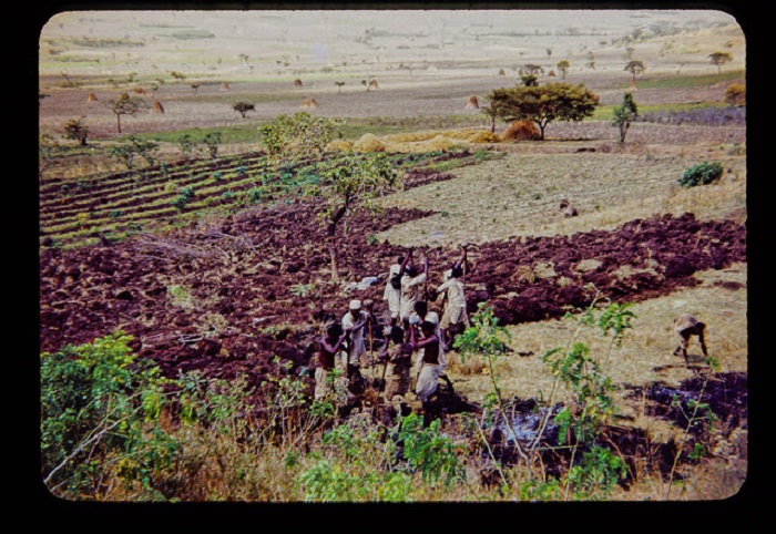 По берегу реки проходит стадо рогатого скота и пастухи. По берегу реки проходит стадо рогатого скота и пастухи.