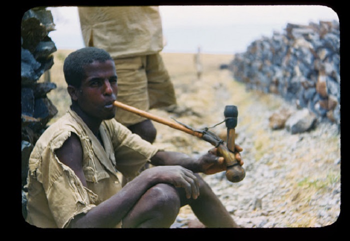 Чабан ведет на выгул стадо буйволов. Чабан ведет на выгул стадо буйволов.