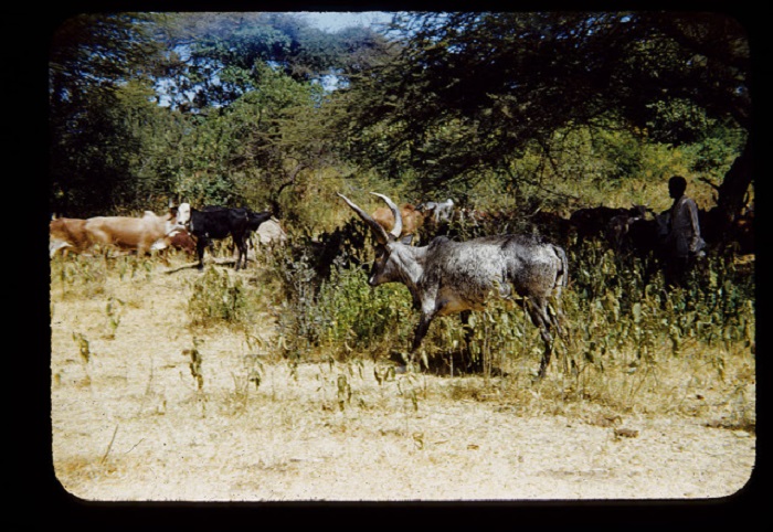 Торговля тушами животных. Торговля тушами животных.