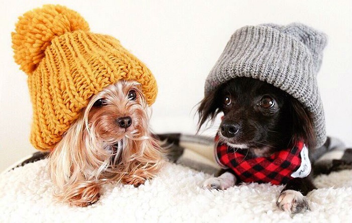 Забавные малыши йоркширского терьера. Забавные малыши йоркширского терьера.