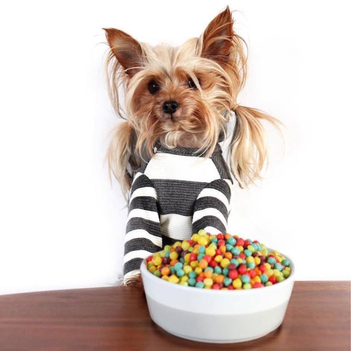 Забавные хвостики и новый свитер. Забавные хвостики и новый свитер.