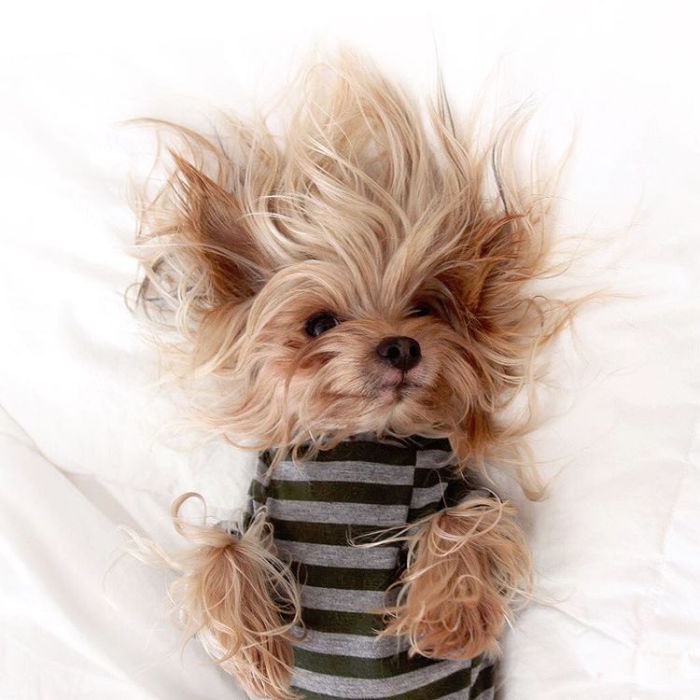 Игривость и задорный характер у меня в крови. Игривость и задорный характер у меня в крови.