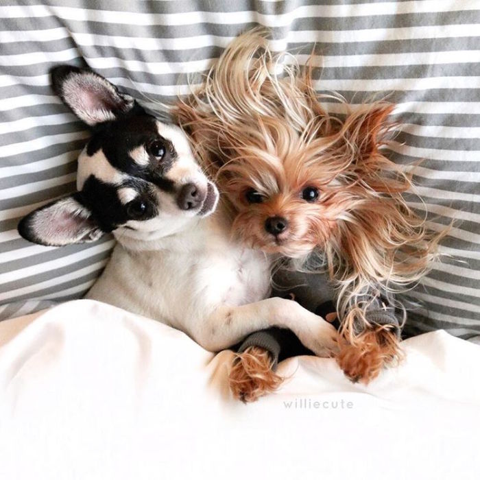 Пижамная вечеринка в разгаре. Пижамная вечеринка в разгаре.