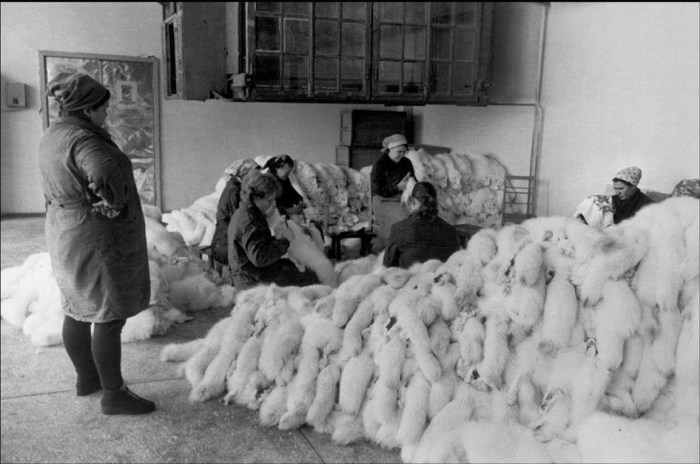 Люди, работающие в меховом ателье. СССР, Иркутск, 1972 год. Люди, работающие в меховом ателье. СССР, Иркутск, 1972 год.