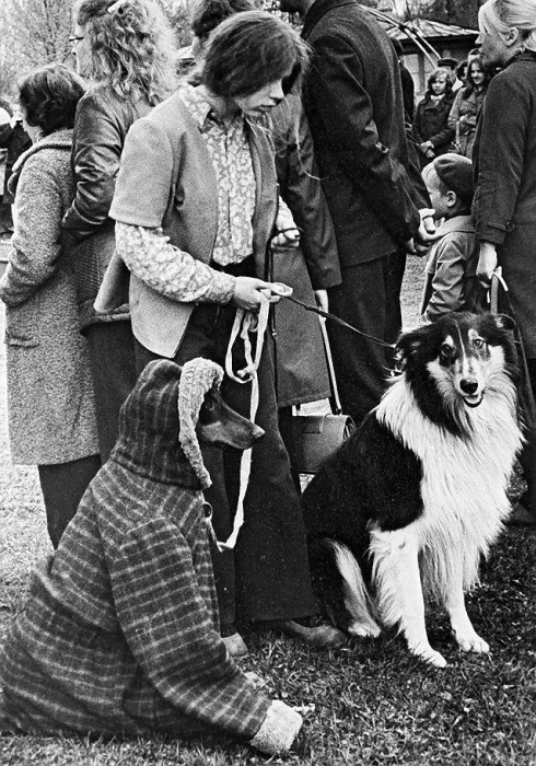 Колли и доберман замерзли в ожидании своей очереди.