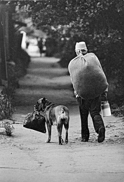 Пес помогает хозяину нести вещи.