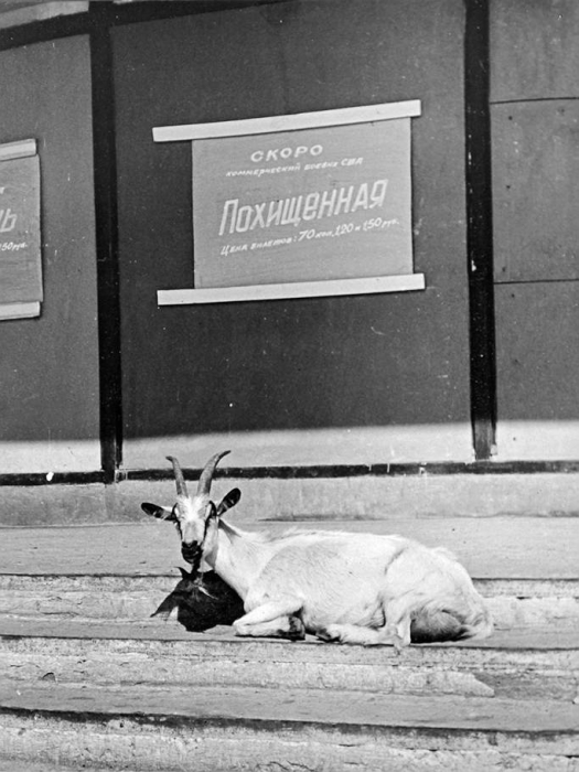 Коза тоже решила посмотреть фильм «Похищенная».