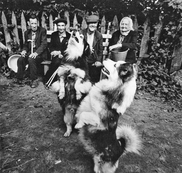 Танцы на задних лапах до упаду маленьких собак.