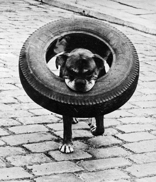 Дворовой пес все, что находит, тянет себе в будку.