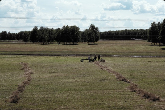 Заготовка сена в Татарске. Заготовка сена в Татарске.