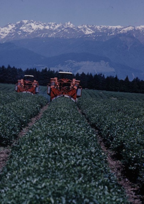 Работа на чайных плантациях. СССР, Грузия, 1963 год. Работа на чайных плантациях. СССР, Грузия, 1963 год.