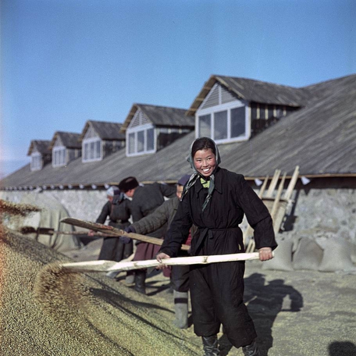 Группа людей собирает зерно, чтобы оно не рассыпалось. Группа людей собирает зерно, чтобы оно не рассыпалось.