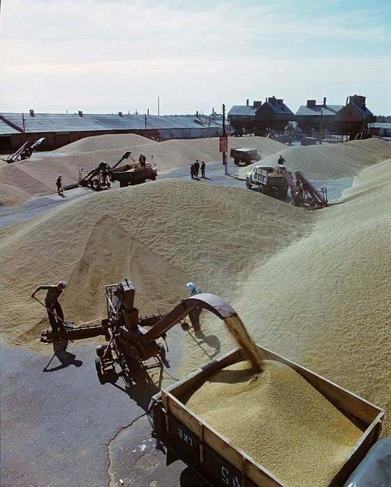 Люди с помощью машин собирают зерно, чтобы отправить его на центральный ток, для дальнейшей обработки. Люди с помощью машин собирают зерно, чтобы отправить его на центральный ток, для дальнейшей обработки.