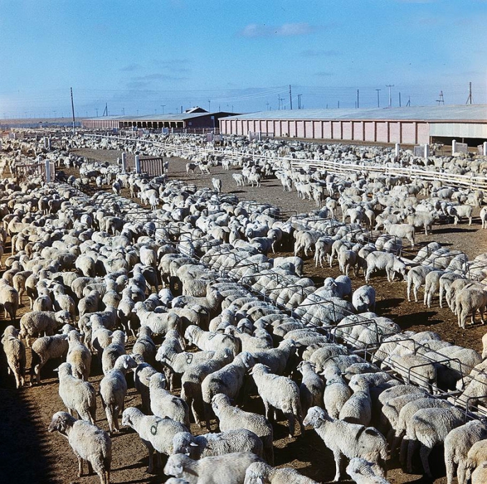 Животноводство - вторая целина Казахстана. Животноводство - вторая целина Казахстана.