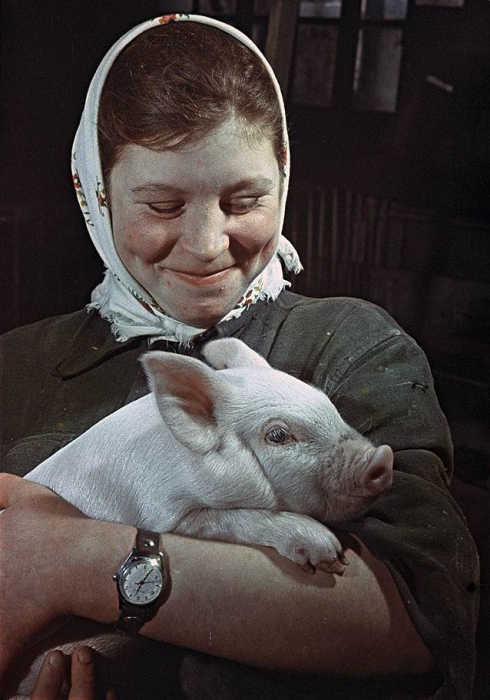 Лучшая свинарка Мария Рогачева со своим питомцем на руках. Лучшая свинарка Мария Рогачева со своим питомцем на руках.