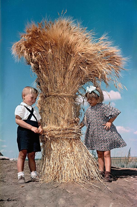 Колосья пшеницы, которые перевязанные перевяслом. Колосья пшеницы, которые перевязанные перевяслом.