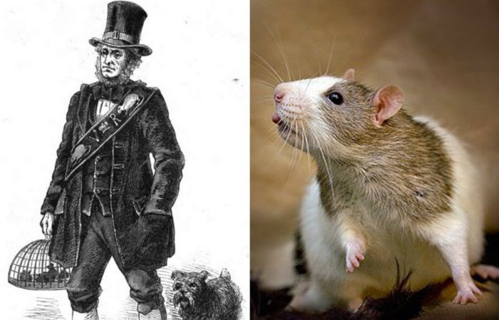 Джек Блэк - главный крысолов королевы Виктории. | Фото: 8Lap.ru и en.wikipedia.org. Джек Блэк - главный крысолов королевы Виктории. | Фото: 8Lap.ru и en.wikipedia.org.