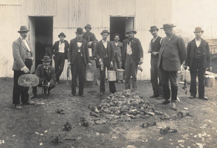 Профессиональные крысоловы в Сиднее, Австралия в 1900 году. | Фото: commons.wikimedia.org. Профессиональные крысоловы в Сиднее, Австралия в 1900 году. | Фото: commons.wikimedia.org.