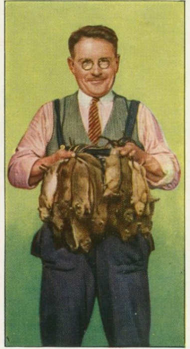 Уильям Дальтон, британский крысолов. | Фото: pinterest.com. Уильям Дальтон, британский крысолов. | Фото: pinterest.com.