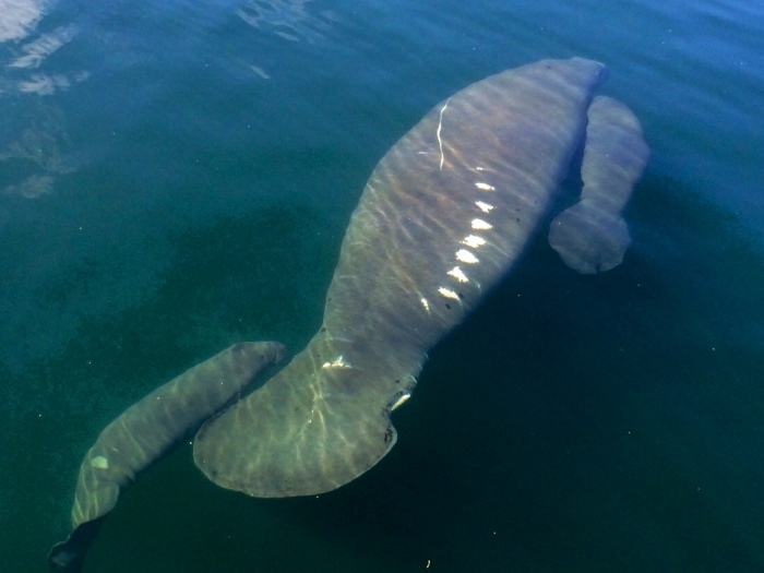 Плывущего под водой ламантина издалека легко принять за настоящую русалку. | Фото: thetopvillas.com. Плывущего под водой ламантина издалека легко принять за настоящую русалку. | Фото: thetopvillas.com.