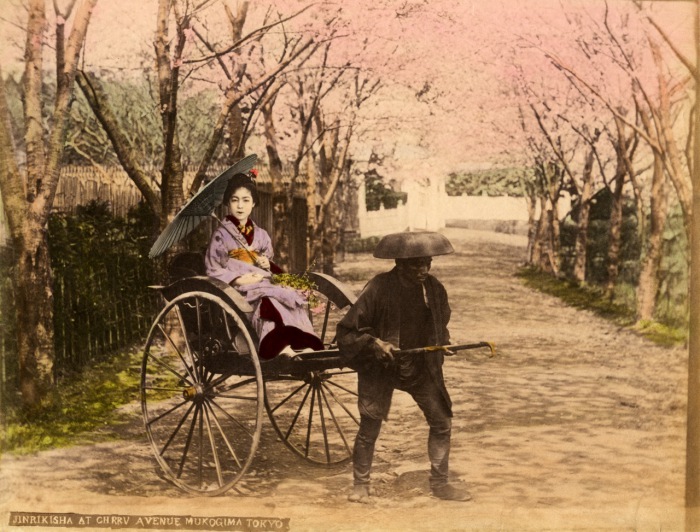 Вишневые деревья в Мукодзима были посажены по приказу восьмого сегуна Ёсимунэ. Вишневые деревья в Мукодзима были посажены по приказу восьмого сегуна Ёсимунэ.