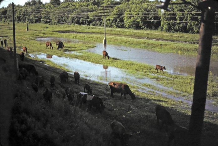 Выпас коров на железнодорожной насыпи. СССР, Омск, 1979 год. Выпас коров на железнодорожной насыпи. СССР, Омск, 1979 год.