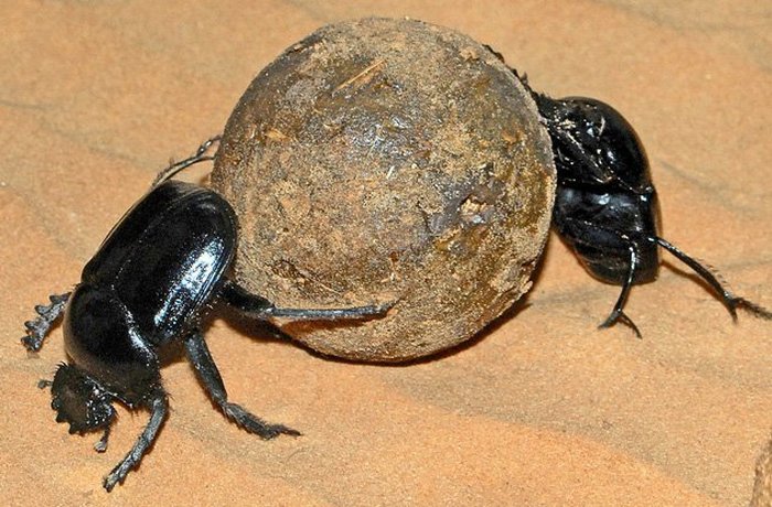 Древний Египет: зарождение жуков-скарабеев. Древний Египет: зарождение жуков-скарабеев.