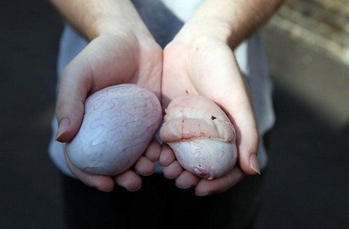 Олимпийские игры: поедание овечьих яичек. Олимпийские игры: поедание овечьих яичек.