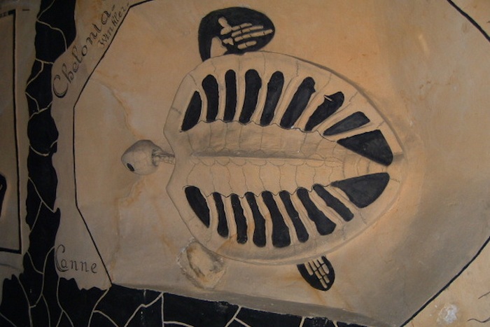 Пещеры Маастрихта: черепаха. Пещеры Маастрихта: черепаха.