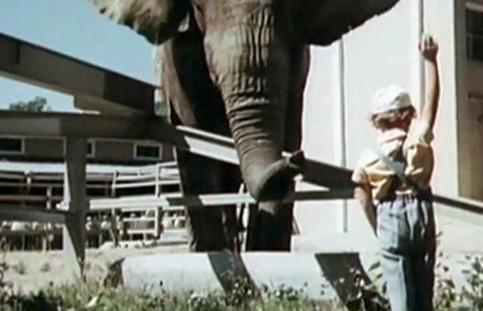 Кадр из фильма «Боба и слон»./фото: tvzavr.ru Кадр из фильма «Боба и слон»./фото: tvzavr.ru