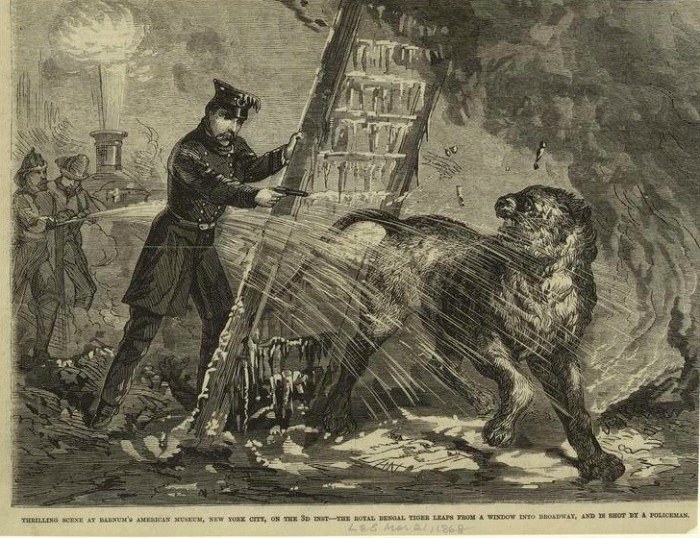 Полицейский стреляет в спасшееся животное Полицейский стреляет в спасшееся животное