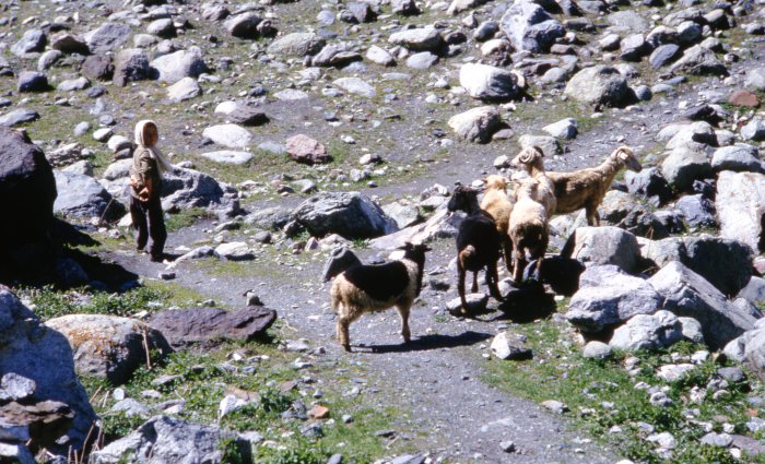 Маленький пастух со своим стадом в горном районе Грузии. Маленький пастух со своим стадом в горном районе Грузии.