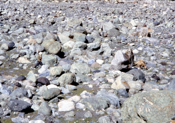 Женщина, идущая неподалеку от горы Борбало на территории Грузии. Женщина, идущая неподалеку от горы Борбало на территории Грузии.