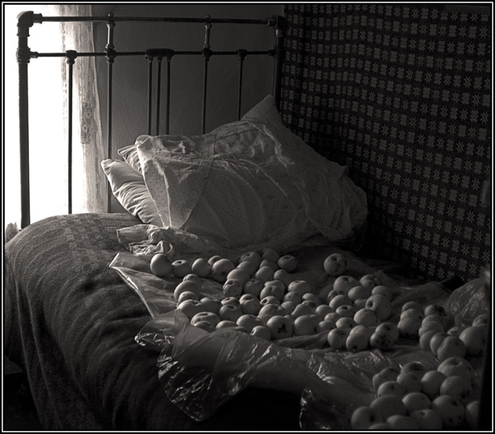 Недавно собранные яблоки, готовящиеся для консервации. 