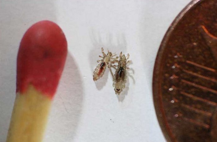 Паразиты. Паразиты.