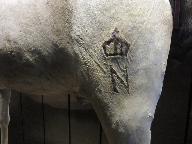 Императорское тавро на Визире. | Фото: atlasobscura.com. Императорское тавро на Визире. | Фото: atlasobscura.com.