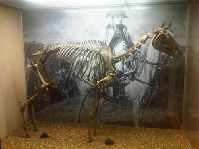 Скелет Маренго в музее Королевской военной академии в Сандхерсте. | Фото: fr.wikipedia.org. Скелет Маренго в музее Королевской военной академии в Сандхерсте. | Фото: fr.wikipedia.org.