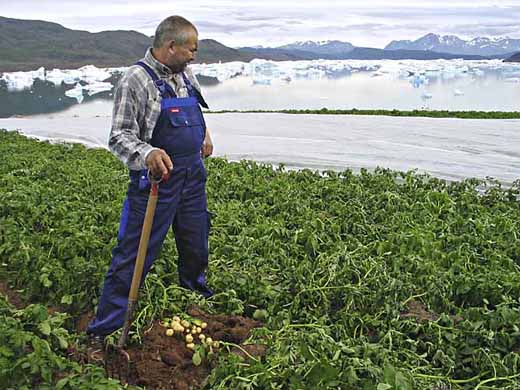 гренландия-картошка