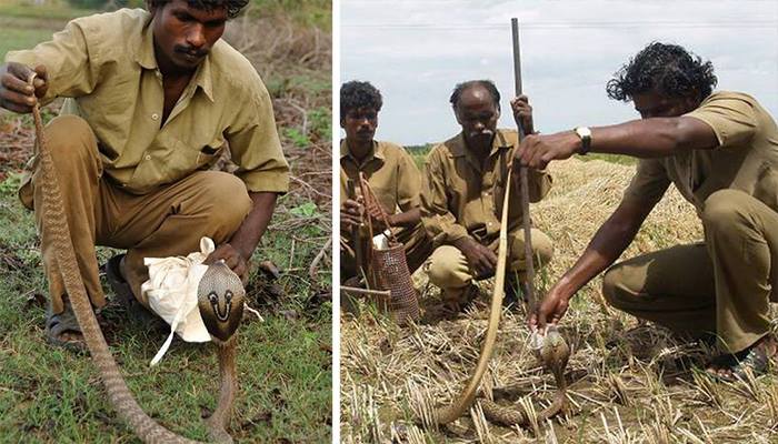 Племя ирула - ловцы змей Племя ирула - ловцы змей